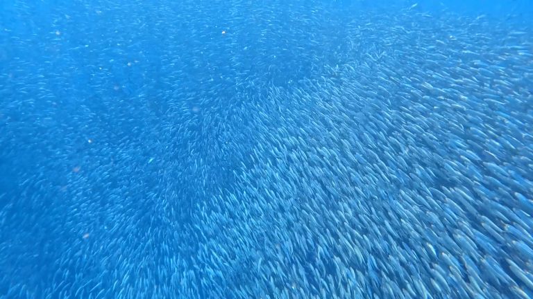 Top things to do on your trip to Moalboal