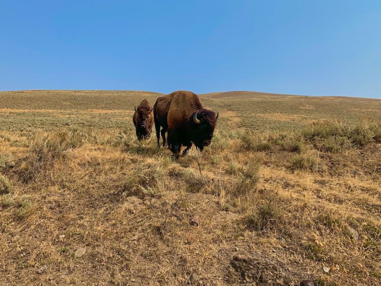Staying at Headwaters Lodge & Cabins at Flagg Ranch