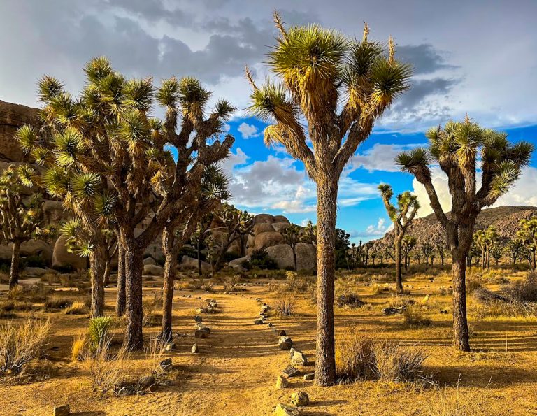 Where to stay on your visit to Joshua Tree National Park