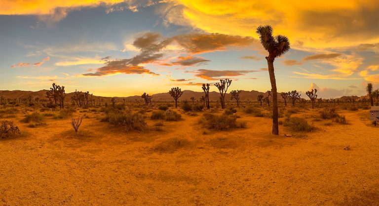 Top things to do in Joshua Tree National Park